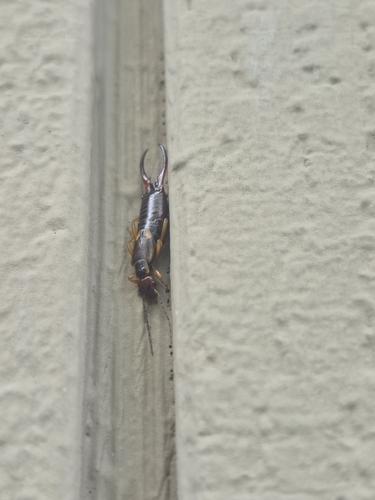 European Earwig