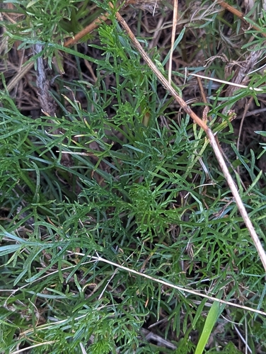 scentless mayweed