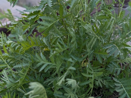 tansy