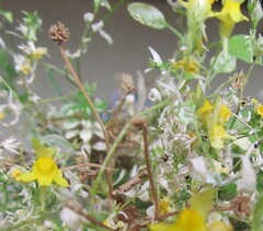 Linaria saxatilis, photograph (c) zebedeugalinha, some rights reserved (CC BY)