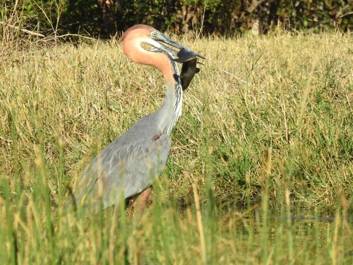 iNaturalist image