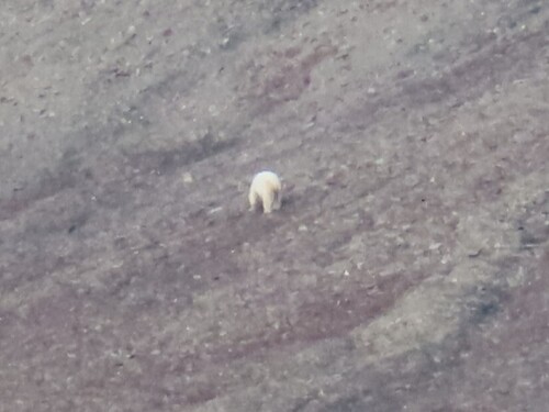Polar bear
