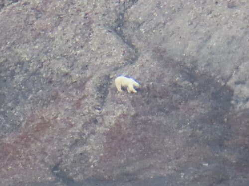 Polar bear