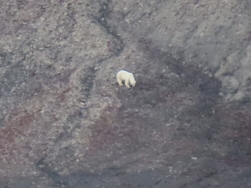 Polar bear