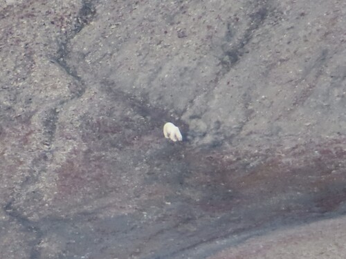 Polar bear