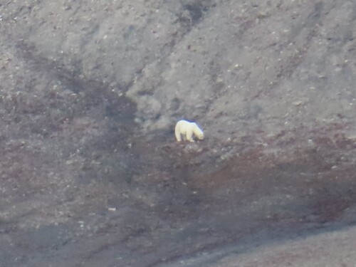 Polar bear