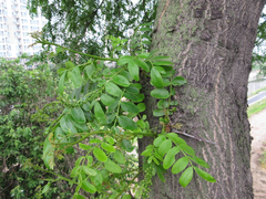 Gleditsia japonica