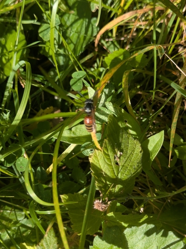 Red-banded Yellowjacket