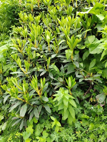 Rhododendron caucasicum