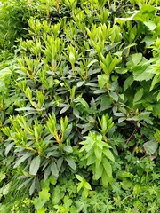 Rhododendron caucasicum