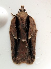 Acleris youngana