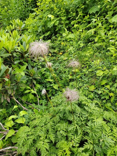 Pulsatilla aurea