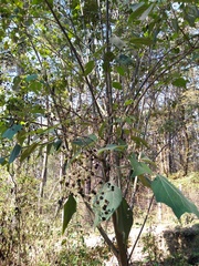 Podachaenium eminens