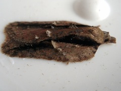 Acleris youngana