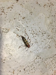 Neoclytus acuminatus