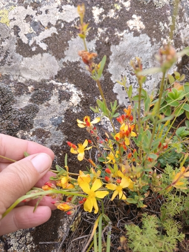 Hypericum linarioides