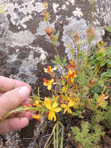 Hypericum linarioides, photograph 2