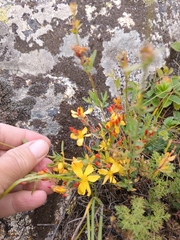 (c) Maria Kohanovskaya, some rights reserved (CC BY) Hypericum linarioides, photograph (c) Maria Kohanovskaya, some rights reserved (CC BY)