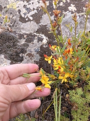 (c) Maria Kohanovskaya, some rights reserved (CC BY) Hypericum linarioides, photograph (c) Maria Kohanovskaya, some rights reserved (CC BY)