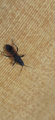 Peirates hybridus