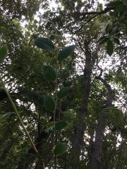 Cotoneaster glaucophyllus