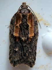 Acleris youngana