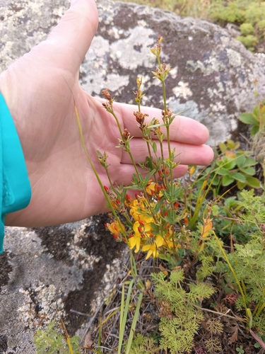 Hypericum linarioides, photograph 4