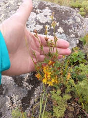 (c) Maria Kohanovskaya, some rights reserved (CC BY) Hypericum linarioides, photograph (c) Maria Kohanovskaya, some rights reserved (CC BY)