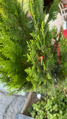 Chinese arborvitae