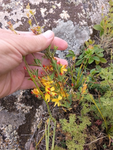 Hypericum linarioides, photograph 5