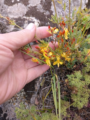 Hypericum linarioides, photograph 6