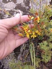 Hypericum linarioides, photograph (c) Maria Kohanovskaya, some rights reserved (CC BY)