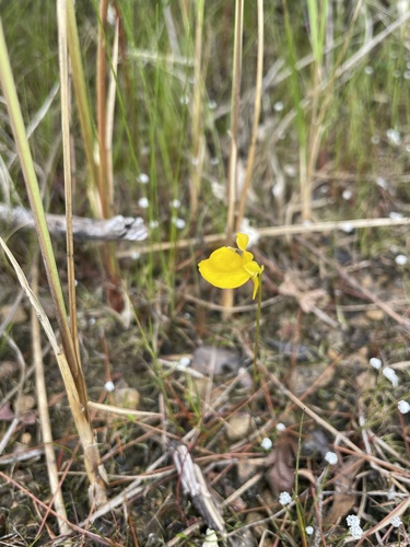 Utricularia cornuta, photograph 4