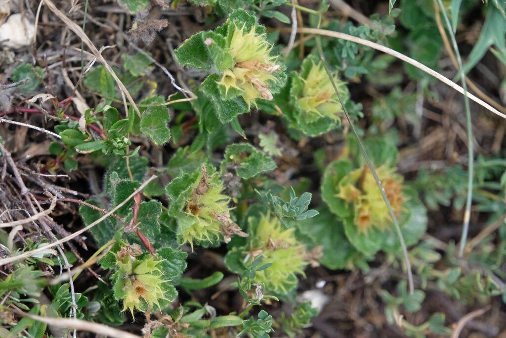 Teucrium pyrenaicum; photograph (c) Jan Vršovský, some rights reserved (CC BY-SA)