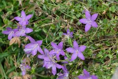 Campanula arvatica