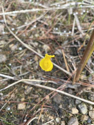 Utricularia cornuta, photograph 5