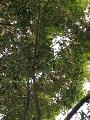 Cotoneaster glaucophyllus