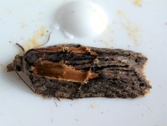 Acleris youngana
