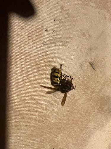 European Hornet
