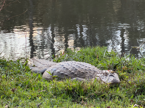 Broad-snouted Caiman