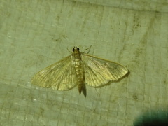 Herpetogramma theseusalis