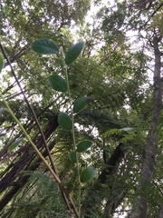 Cotoneaster glaucophyllus