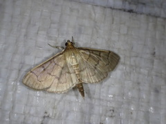 Herpetogramma theseusalis