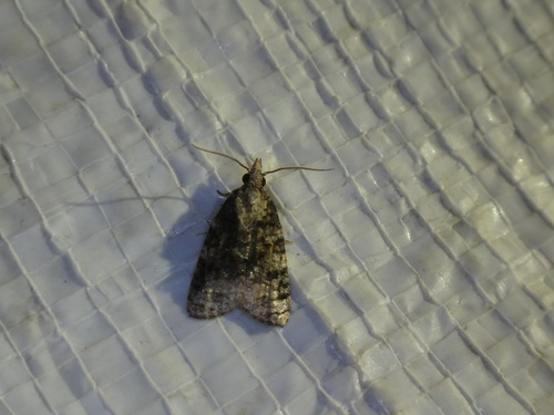 Exasperating Platynota Moth photo 6