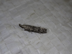 Pyla fusca