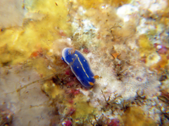 Hypselodoris festiva