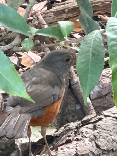 Rufous-bellied Thrush