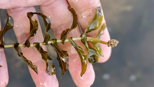 Perfoliate Pondweed