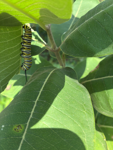 Monarch