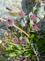 Erigeron uniflorus, photograph author not stated, no rights reserved